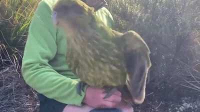 New Zealand's "Bird of the year", Kakapo