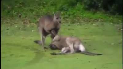 Kangaroo puts another kangaroo to sleep
