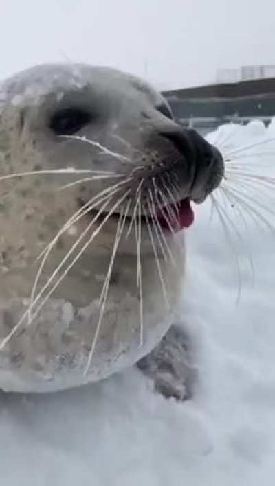 He looks more like a sea dog than a seal