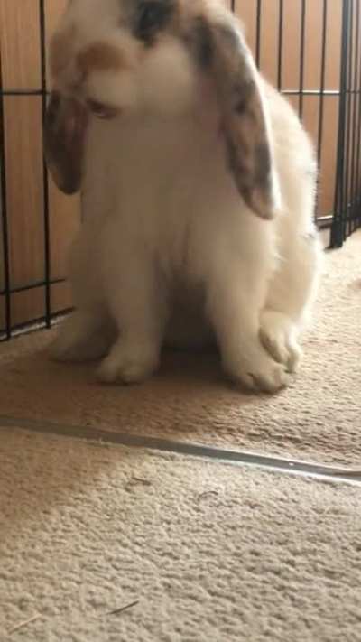 Cutest little yawn