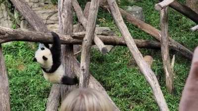 Baby panda needs to work on grip strength.