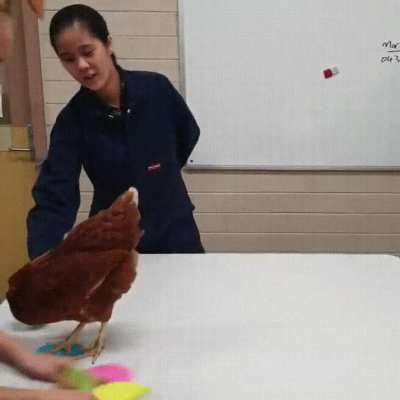 Genius chicken