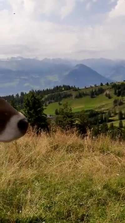 The hills are alive with the sound of music