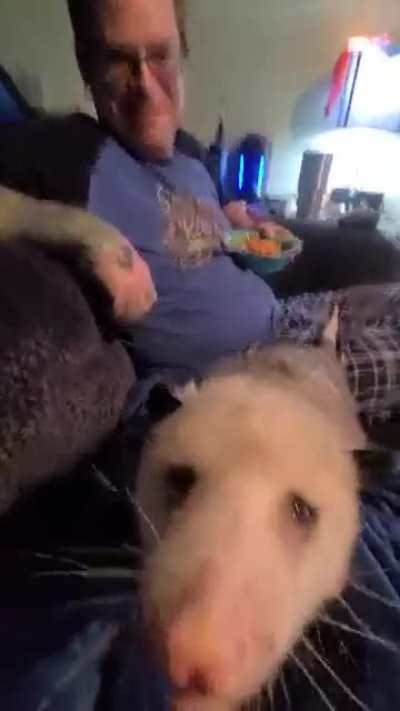 Your cat is weird