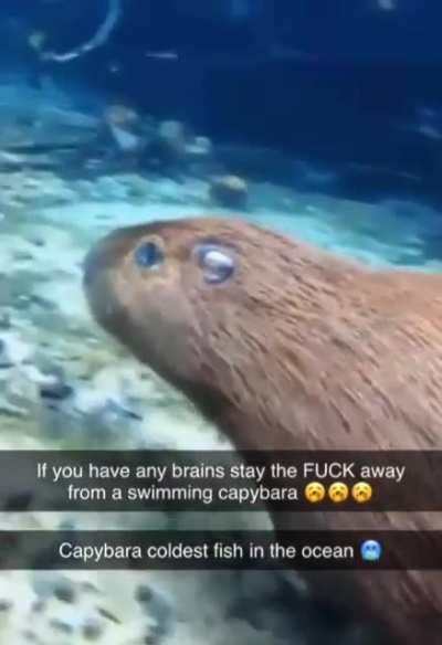 new david attenborough crazy