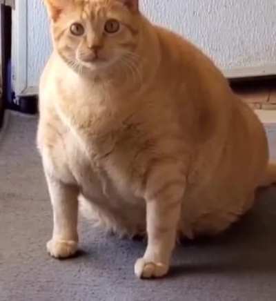 2Chonky