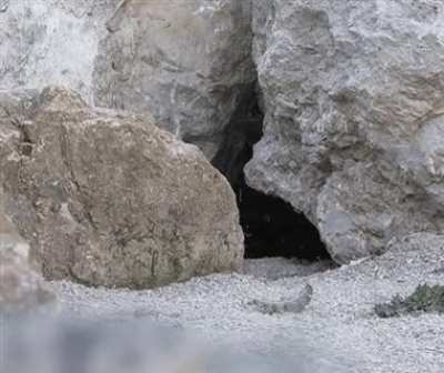 Pallas's cat discovers "hidden" camera