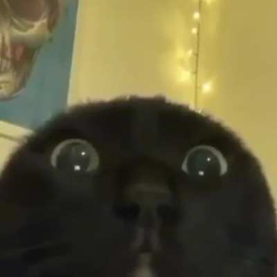 Gato