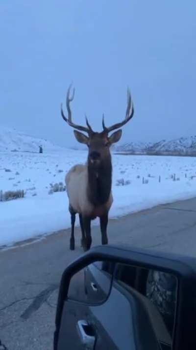 Elk 1 - Man 0