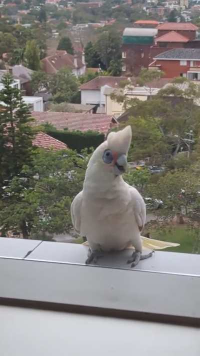 Angry birds