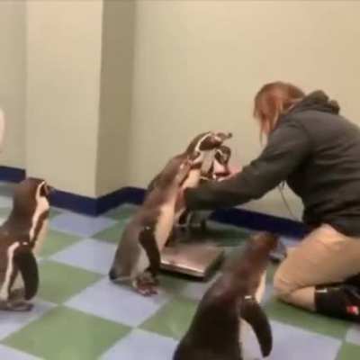 In case you're wondering what it's like to weigh a Penguin.