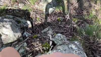 I’ve been working on my pregnant piss fount<wbr>ain…h<wbr>ope you like it ;)