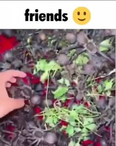 Friends 🙂