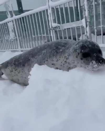 Swift Snow Sausage