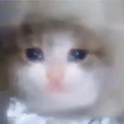 Gatitos llorando