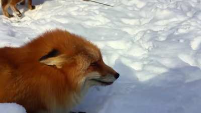 What does the fox say? Well now you know!