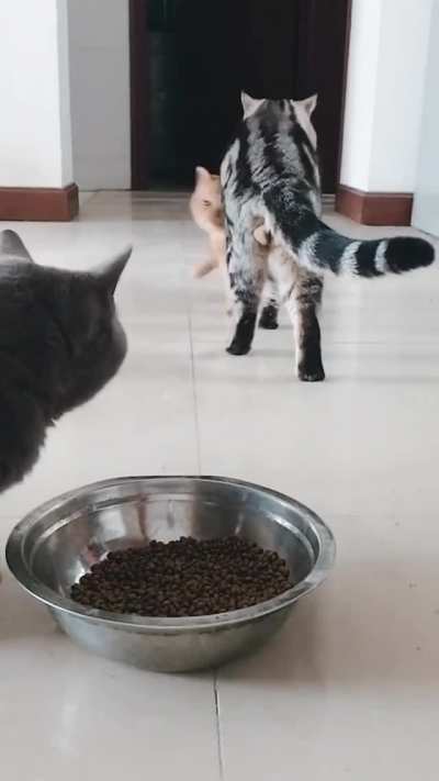Foooood!