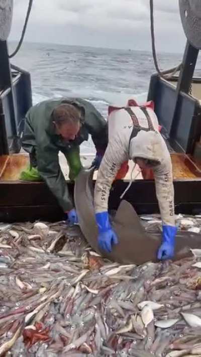 This shark is genius!!!
