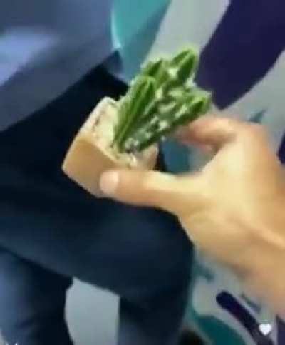 Cactua AAAAA
