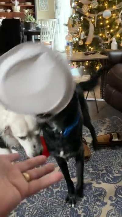 We gave Hawkeye and Oreo some scraps from the prime rib I made last night and now he&rsquo;s prancing around like a 4 legged Oliver Twist with the plate and won&rsquo;t give it up. &ldquo;Please, sir, can I have some more?&rdquo;