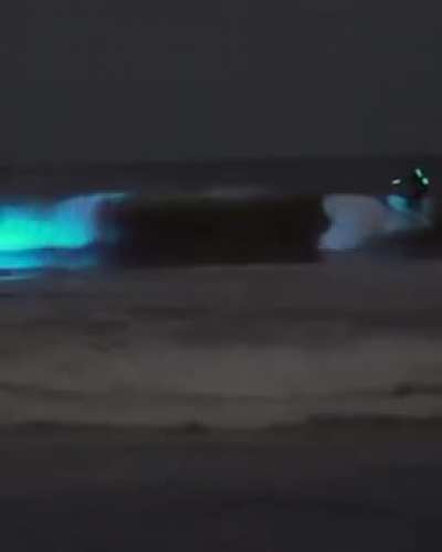 Fen&ocirc;meno chamado Bioluminesc&ecirc;ncia.