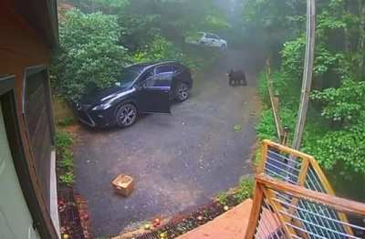 Bear vs Lexus
