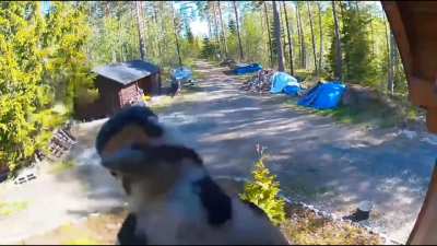 Woodpecker doesn't like being filmed