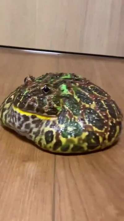 Splat rule