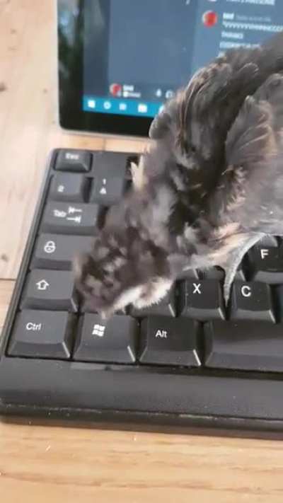 An angry chick