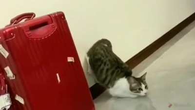 tomo