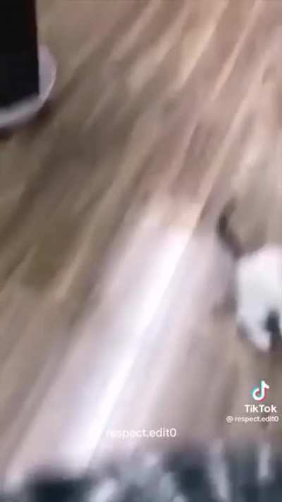Bichinho