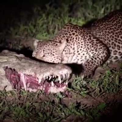 🔥 Leopard eats right out a Crocodile's mouth