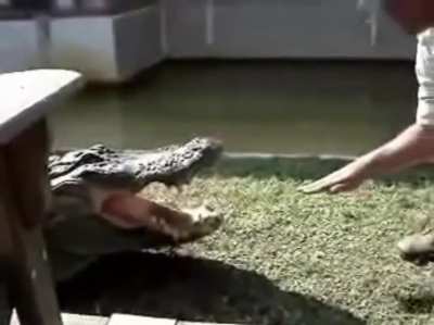 Petting a crocodile like he&rsquo;s a good boy