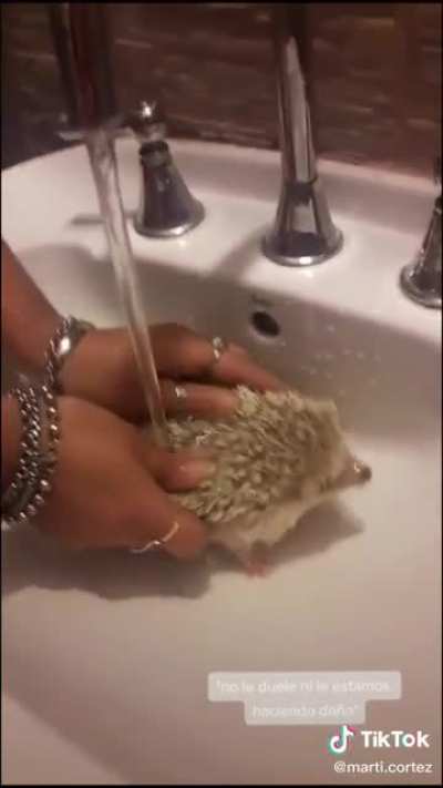 Erizo