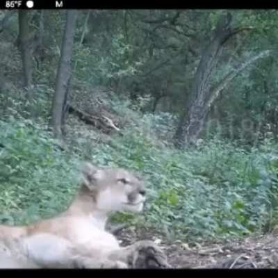 How a Puma sounds 