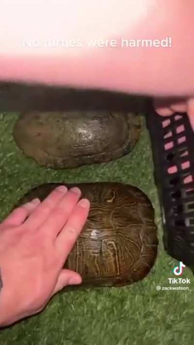 Turtle race