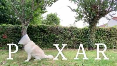 Woof_irl