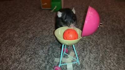 My sweet pet rat Olive's fun new combo trick of fetching from a drawer & 
