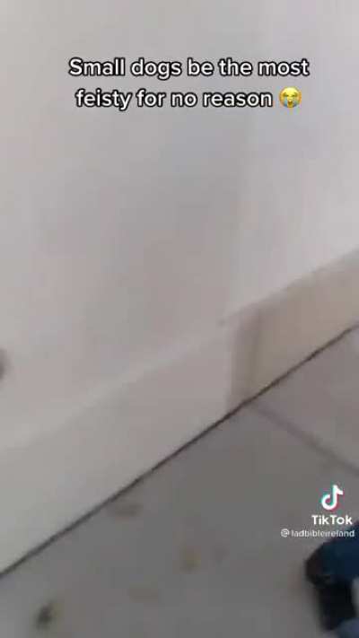 whatever that dog was