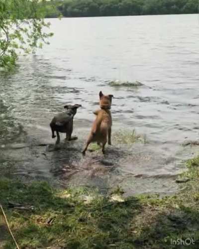 One dog always &ldquo;wins&rdquo; at fetch. The other dog has swam at this spot before and knows where the drop-off is.