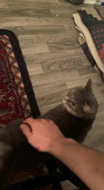 Roommate&rsquo;s Cat is NOT friendly