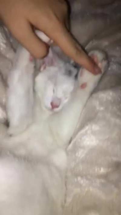 I swear he is alive