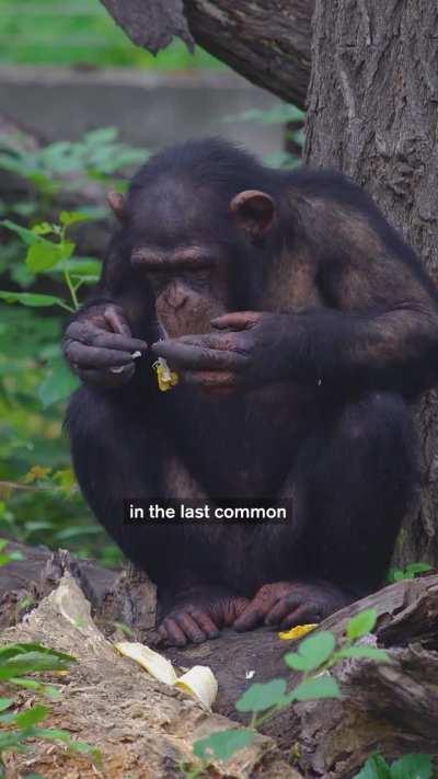 Did You Know Drunk Apes May Have Unlocked Human Evolution?