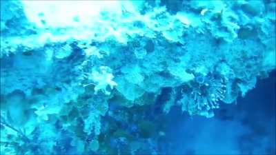 Scuba divers off the coast of the Bahamas experience the &ldquo;ping&rdquo; of a submarine&rsquo;s sonar