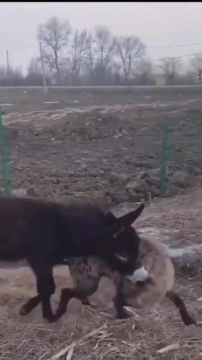HMRB Donkey whooping Hyena&rsquo;s ass
