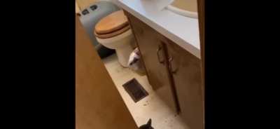 Cat just wanted his privacy