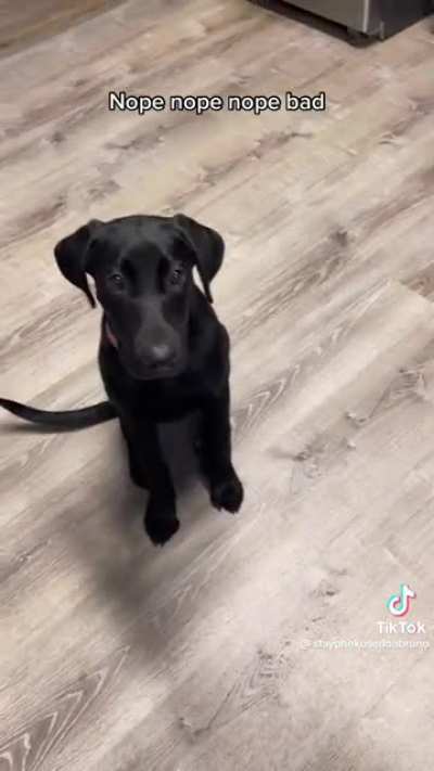 Allergen detection service dog
