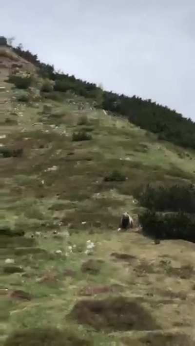 Little kid close to a brown bear in Italy on the Brenta mountain chain above Malga Pr&agrave; da Giovo