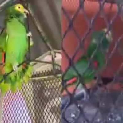Uncanny 🤯Ohio rizz parrot 🦜 with the fanum tax⁉️ 🤣🫵