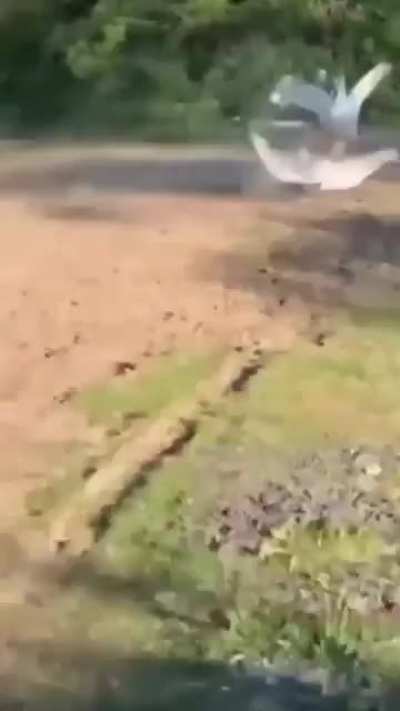 Aggressive goose gets a wake-up call